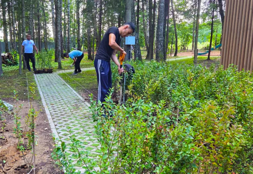 Благоустройство КП «ПриЛесной»: монтаж живой изгороди