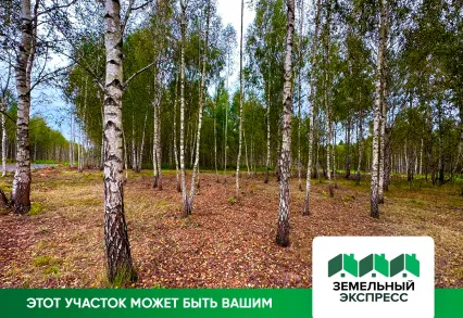 Чистка участков от сухостоя в поселке «Лесной остров»