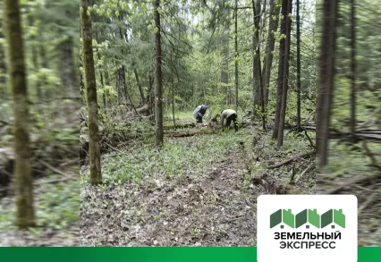 Благоустройство лесной зоны в поселке "Триумфальный"