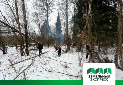 КП "Каретный ряд" проводятся работы по уборке сухостоя