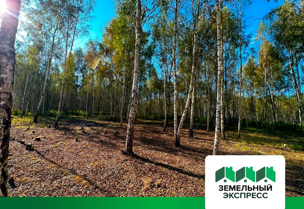 Продолжается чистка участков от сухостоя в поселке «Лесной остров»